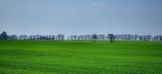 Mazurskie pola