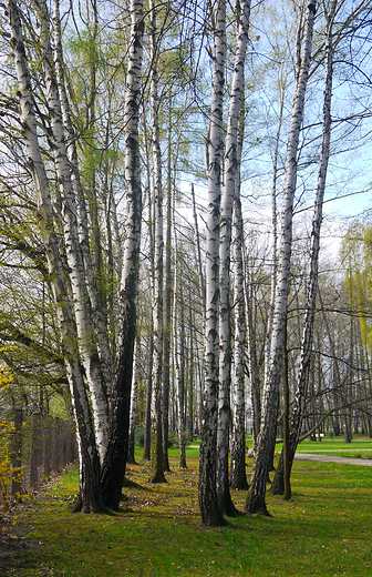 Goczakowice-Zdrj. Park zdrojowy.