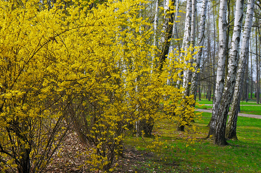 Goczakowice-Zdrj. Park zdrojowy.