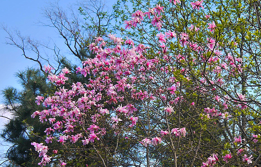 Goczakowice-Zdrj. Park zdrojowy. Magnolie.