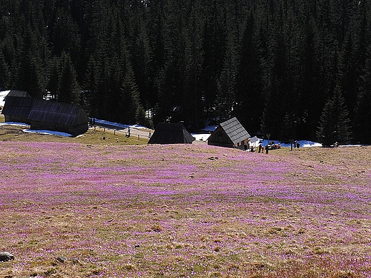 Morze krokusw. Polana Chochoowska