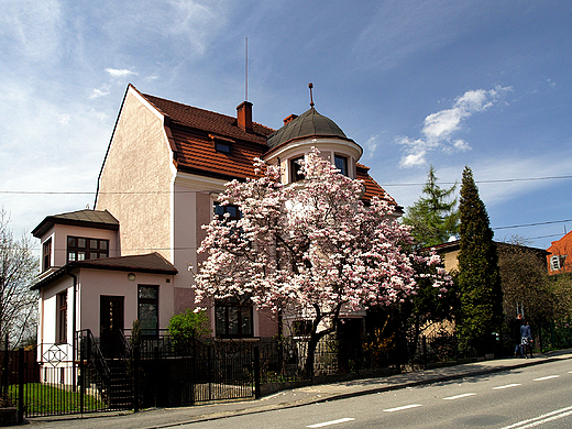 Cieszyn. Na szlaku kwitncych magnolii