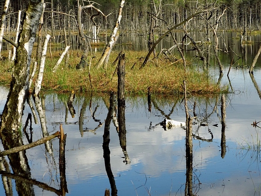 Rezerwat Bagno Bocianowskie w Mazowieckim Parku Krajobrazowym
