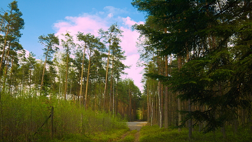 Puszcza Kozienicka