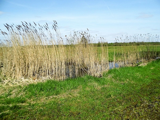 Bagno Caowanie - mazowieckie torfowisko