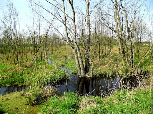 Bagno Caowanie - mazowieckie torfowisko