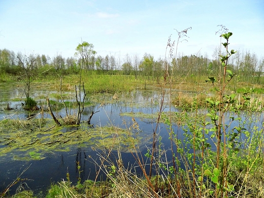 Bagno Caowanie - mazowieckie torfowisko