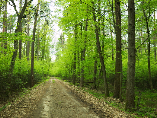 Puszcza Kozienicka, rezerwat Brzeniczka