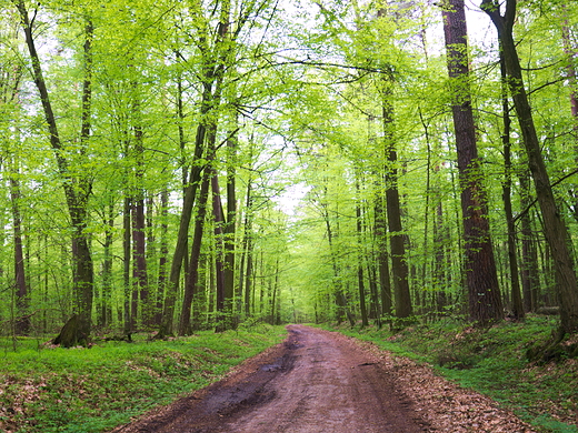 Puszcza Kozienicka, rezerwat Brzeniczka