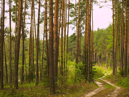 Puszcza Kozienicka