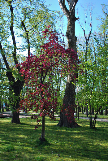 ory. W parku miejskim.