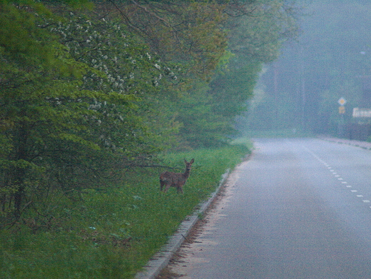 Puszcza Kozienicka, w miecie