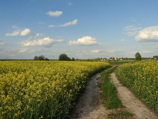 podzamojskie pola