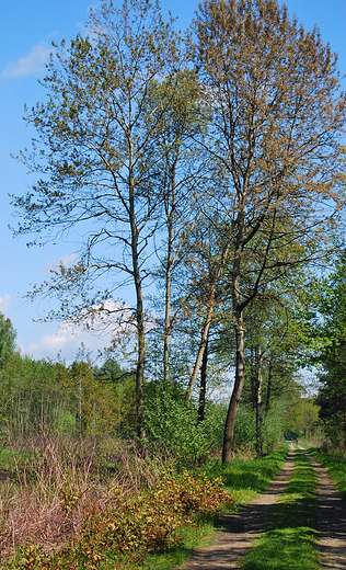 Zabrzeg-Czarnolesie. Las.