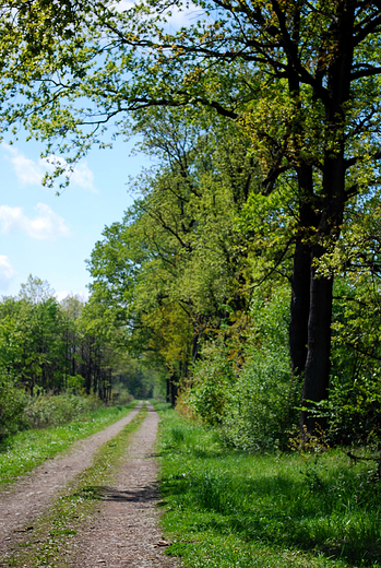 Zabrzeg-Czarnolesie. Las.