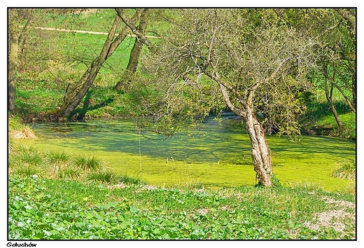 Gouchw - prak toncy w wiosennej zieleni