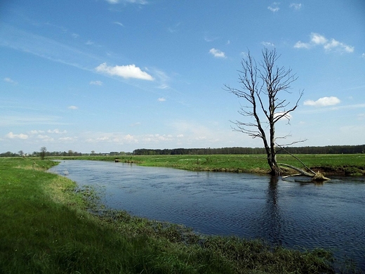 Dostojny Liwiec