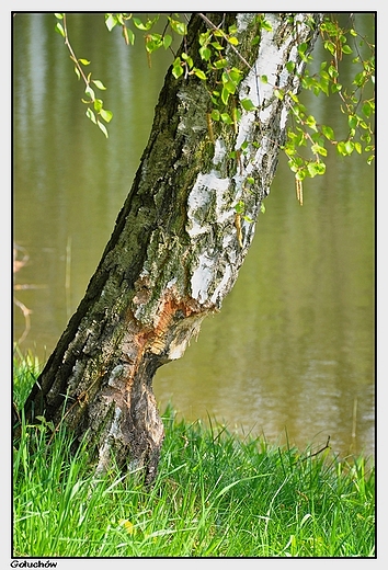 Gouchw - park, brzoza nadgryziona przez bobry