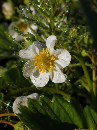 Rosa na truskawkach