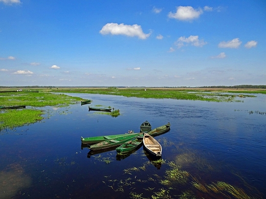 Waniewo, rozlewiska Narwi