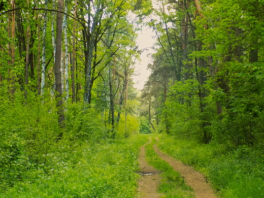 Puszcza Kampinoska