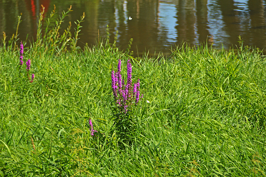 Krapkowice - Park Bonie