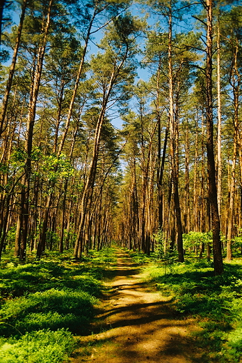 Puszcza Kampinoska