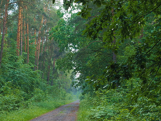 Puszcza Kozienicka, wieczr