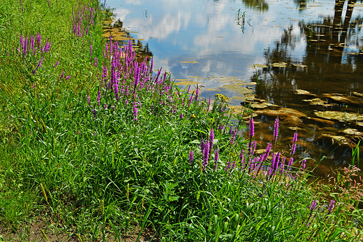 Krapkowice - Park Bonie nad stawem