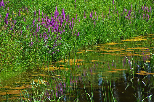 Krapkowice - Park Bonie nad stawem