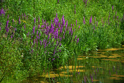 Krapkowice - Park Bonie nad stawem