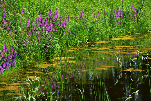 Krapkowice - Park Bonie nad stawem