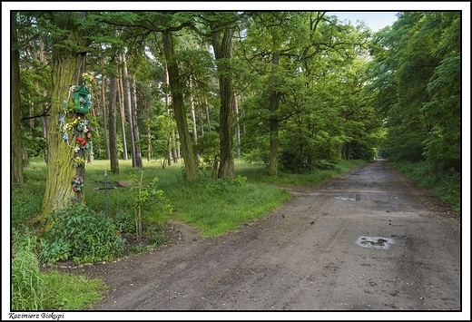 Kazimierz Biskupi - leśna trasa rowerowa Natura 2000 z kapliczką na drzewie