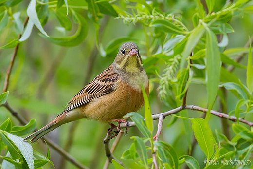 Ortolan