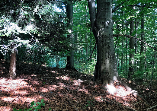 Beskid May. Bukowy las.