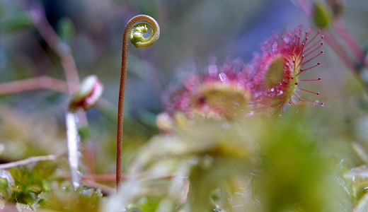 Rosiczka Drosera L.