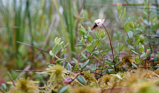 urawina botna Vaccinium oxycoccus L.  Oxycoccus palustris L.