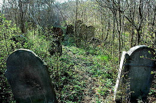 Maogoszcz na cmentarzu ydowskim