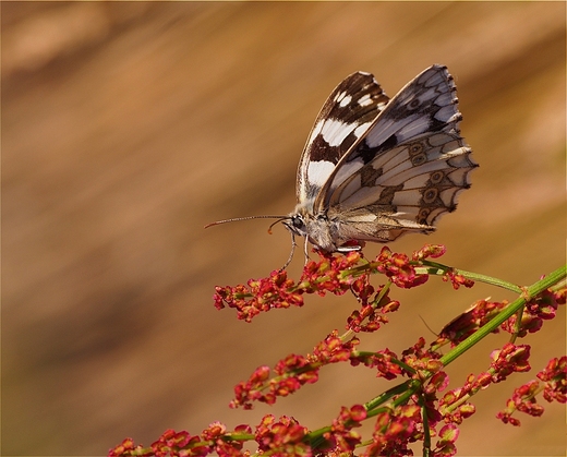 Polowiec szachownica