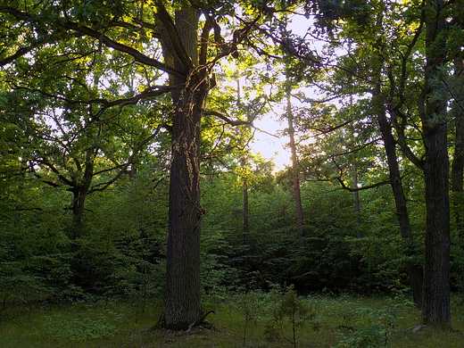 Widok z tego szlaku na rezerwat Ponty.