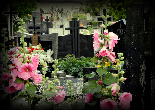 na cmentarzu parafialnym