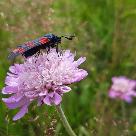 ki w grnych partiach doliny Radocyny - feeria zapachw, kolorw, owadw i kwiatw. Dzisiaj tych ostatnich naliczylimy a 56