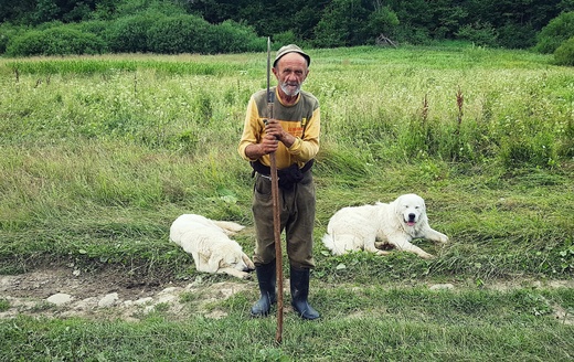 Pan Jzef od 30 lat wypasa owce. Dolina Nieznajowej - Beskid Niski