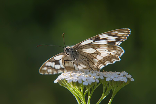 Polowiec szachownica