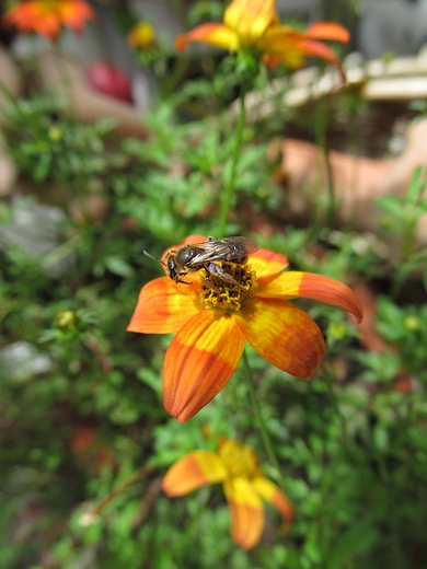 Mucha na kwiatku
