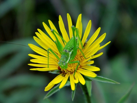 Maa fauna w Mmierzu