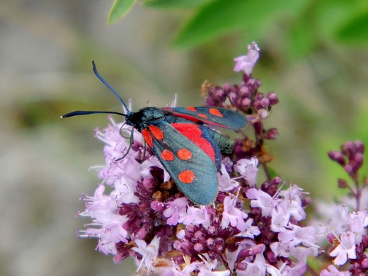 Maa fauna w Mmierzu