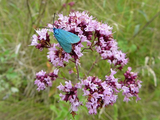 Maa fauna w Mmierzu