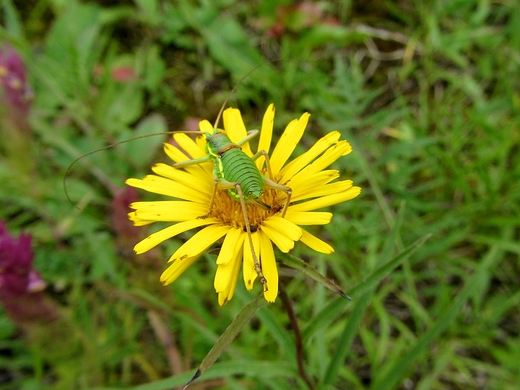 Maa fauna w Mmierzu