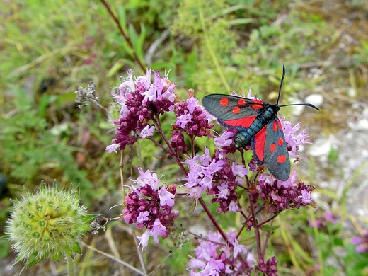 Maa fauna w Mmierzu